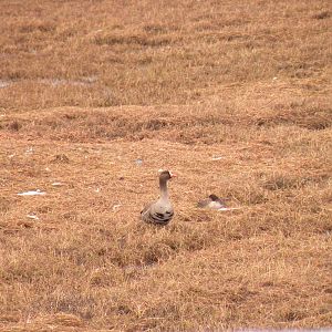 Greater White-fronted Geese