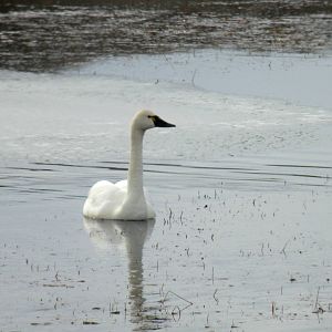 Tundra Swan