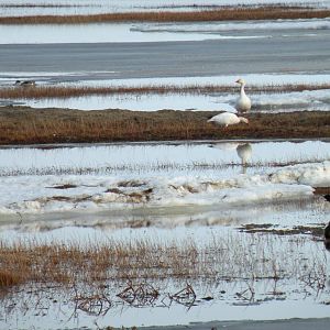 Brants - Snow Geese - Northern Pintails
