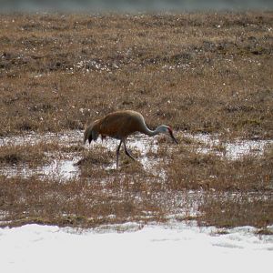 Sandhill Crane