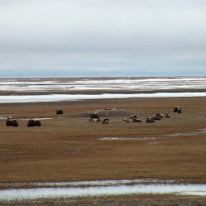 Musk Oxen