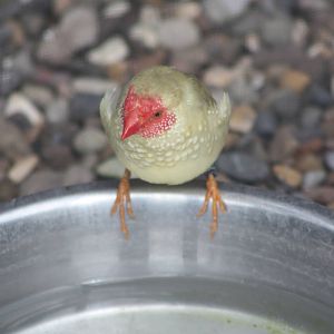Star Finch, 28th June 2014