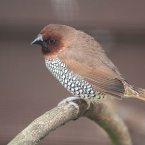 Spice Bird, 28th June 2014