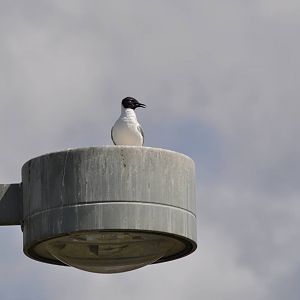 Bonaparte's Gull