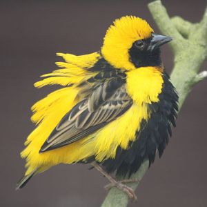 Napoleon Weaver, 28th June 2014