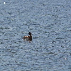 Red-necked Grebe