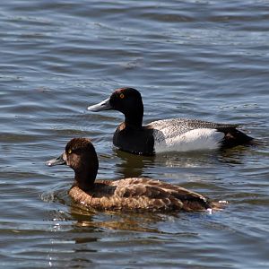 Scaups