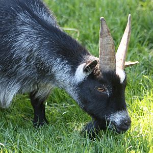 Ryal, 29th June 2014