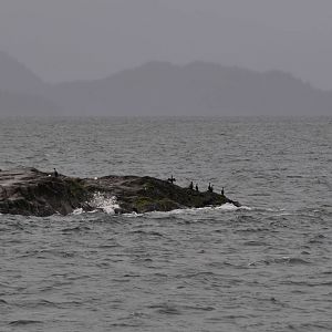 Cormorants and Gulls - Unknown Species
