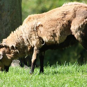 Bramble, 29th June 2014