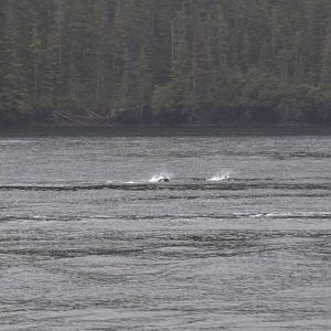 Dall's Porpoises