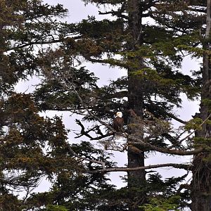 Bald Eagle and nest
