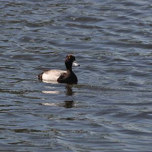 Scaup