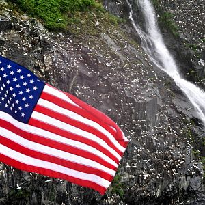 Black-legged Kittiwake rookery