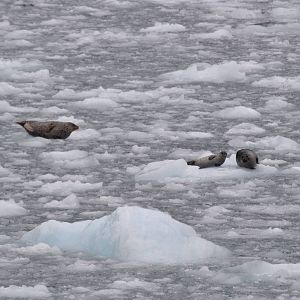 Harbor Seals