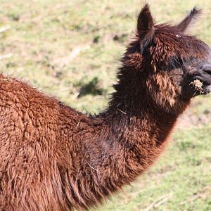 Brownie, 29th June 2014