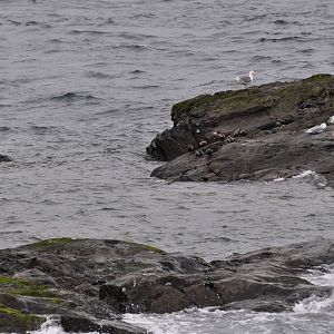 Harlequin Ducks and Gulls
