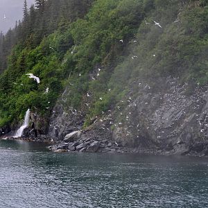 Black-legged Kittiwakes