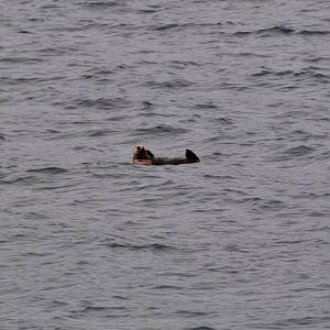 Sea Otter