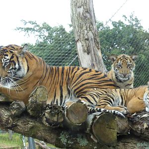 Melati and 2 cubs