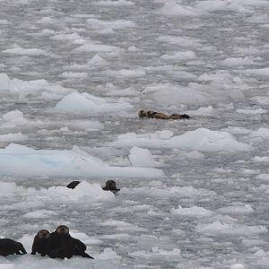 Sea Otters