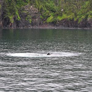 Humpback Whale snout