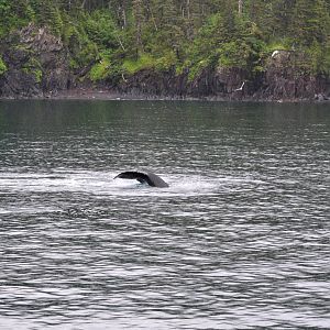 Humpback Whale tail