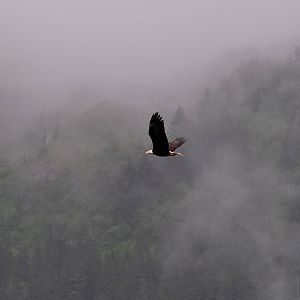 Bald Eagle