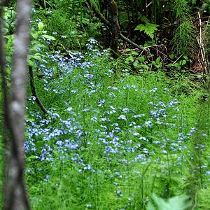 Wildflowers on Zoo Grounds