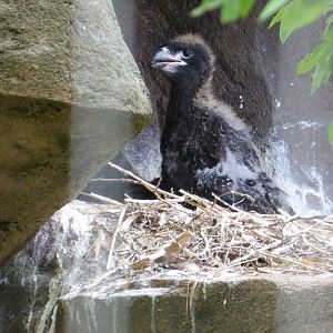 Striated caracara chick