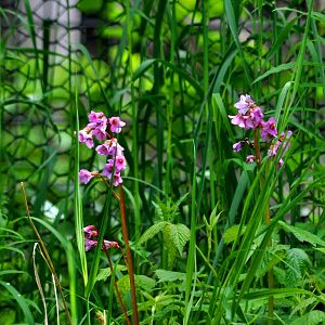 Wildflowers on Zoo Grounds