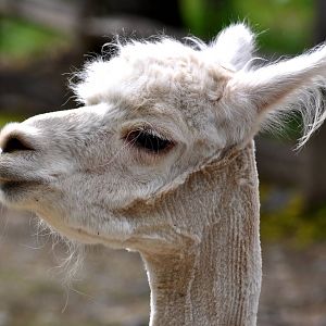 Alpaca