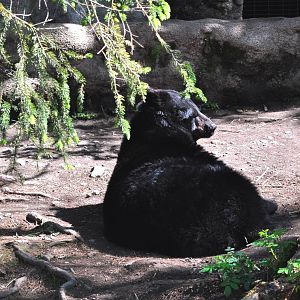 American Black Bear