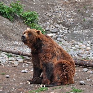 Brown Bear