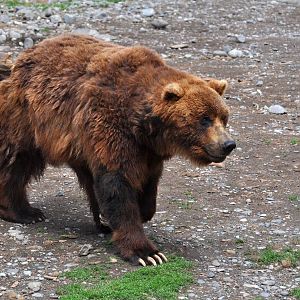 Brown Bear