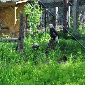 Bald Eagle Exhibit