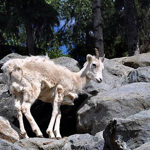 Dall Sheep