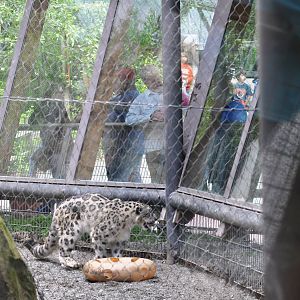 Snow Leopard Exhibit