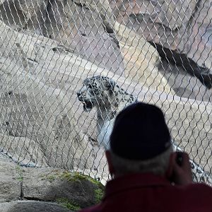 Snow Leopard and Guest