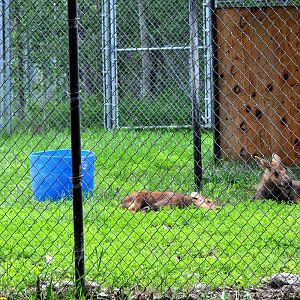 Moose Calves