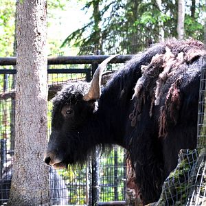 Tibetan Yak