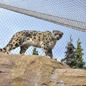Snow Leopard