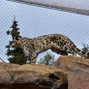 Snow Leopard observing Dall Sheep Exhibit