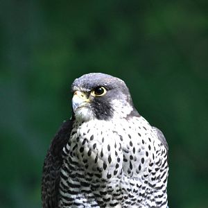 Peregrine Falcon
