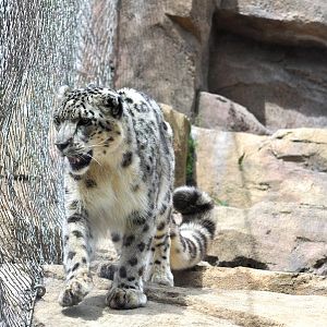 Snow Leopard