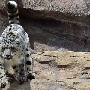 Snow Leopard