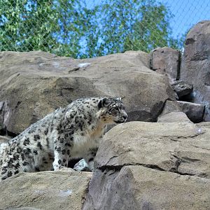 Snow Leopard