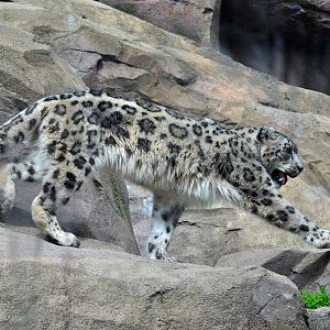 Snow Leopard