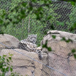 Snow Leopard Exhibit