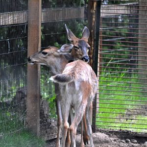 Sitka Black-tailed Deer